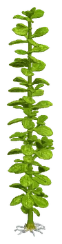 Lindernia rotundifolia
