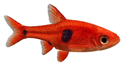 Dwarf Spotted Rasbora (Boraras maculatus)