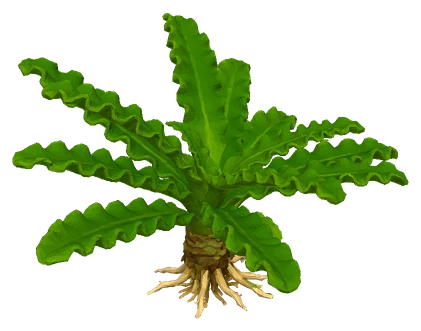 Downoi (Pogostemon helferi)