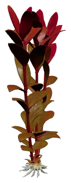 Alternanthera reineckii