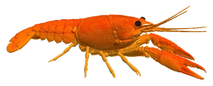 Dwarf Mexican Crayfish (Cambarellus patzcuarensis "Orange")