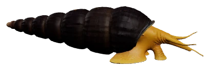 Rabbit Snail (Tylomelania spp.)