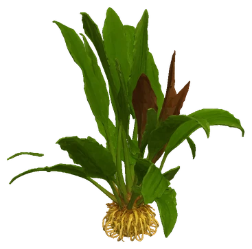 Echinodorus parviflorus