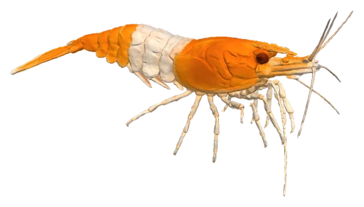 Cherry Shrimp, Orange Rili