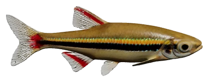White Cloud Minnow (Tanichthys albonubes)