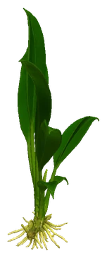 Anubias lanceolata