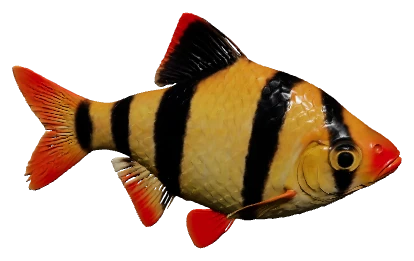 Tiger Barb (Puntigrus tetrazona)