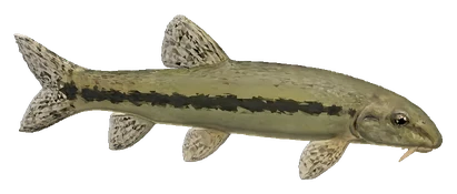 Chinese Algae Eater (Gyrinocheilus aymonieri)