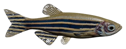 Zebra Danio (Danio rerio)