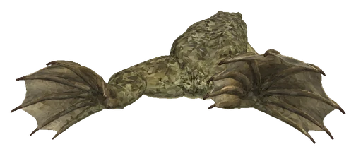 African Clawed Frog (Xenopus laevis)