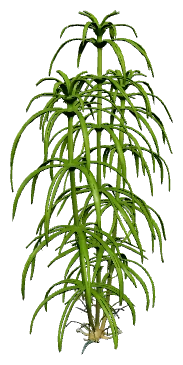 Pogostemon quadrifolius 'Octopus' (Pogostemon quadrifolius)