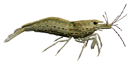 Amano Shrimp (Caridina multidentata)