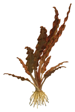 Cryptocoryne albida