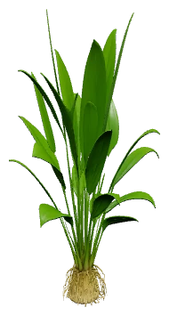 Amazon Sword (Echinodorus bleheri)