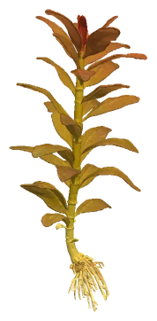 Ammannia crassicaulis
