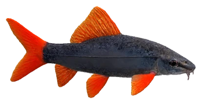 Rainbow Shark (Epalzeorhynchos frenatum)