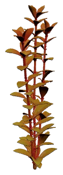 Ludwigia repens