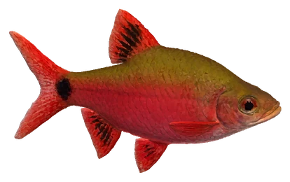 Rosy Barb (Pethia conchonius)