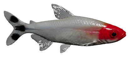 Rummy Nose Tetra (Hemigrammus rhodostomus / bleheri)