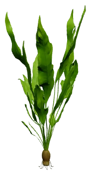 Aponogeton ulvaceus