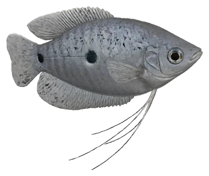 Blue Gourami (Trichopodus trichopterus)