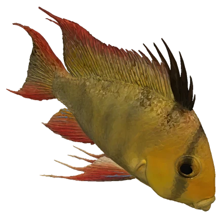 Bolivian Ram (Mikrogeophagus altispinosus)