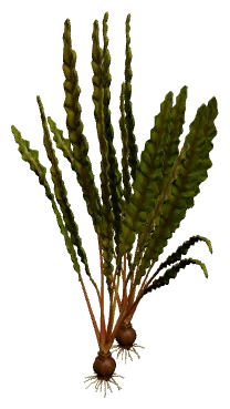Aponogeton crispus