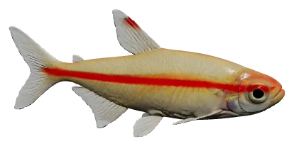 Glowlight Tetra (Hemigrammus erythrozonus)