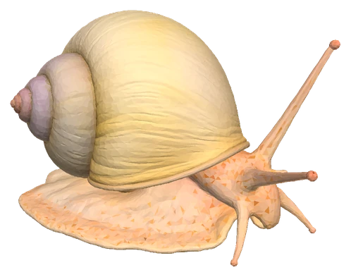 Mystery Snail, Ivory