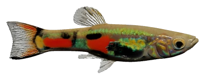 Endlers (Poecilia wingei)
