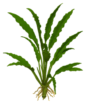 Anubias minima (Anubias barteri var. glabra)