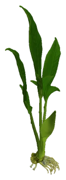 Anubias hastifolia