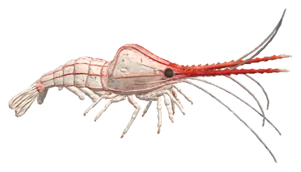 Pinocchio Shrimp (Caridina gracilirostris)