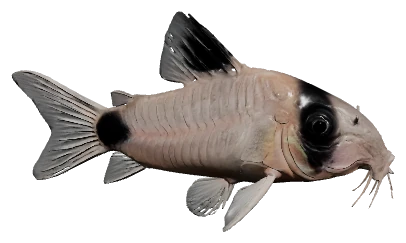 Panda Cory (Corydoras panda)