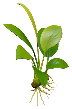 Anubias nana 'Golden' (Anubias barteri var. nana "Golden")