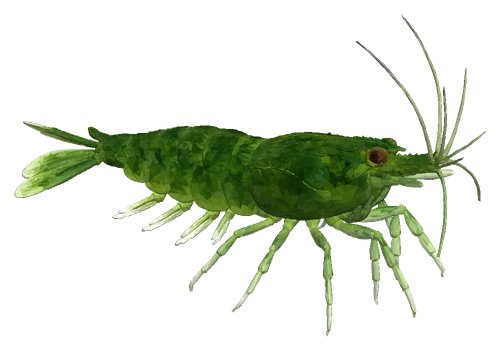 Cherry Shrimp, Green Jade