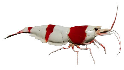 Crystal Red Shrimp (Caridina cantonensis)
