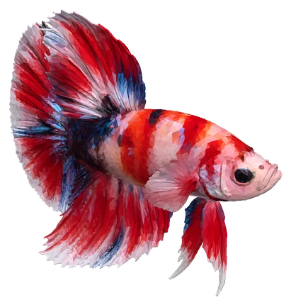 Betta, Koi