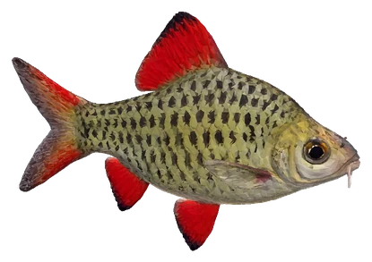 Checker Barb (Oliotius oligolepis)