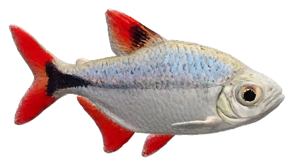 Buenos Aires Tetra (Hyphessobrycon anisitsi)