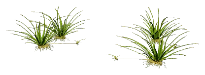 Pygmy Chain Sword (Helanthium tenellum)