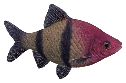 Black Ruby Barb (Pethia nigrofasciata)