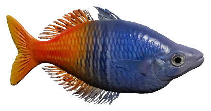Boesemani Rainbowfish (Melanotaenia boesemani)