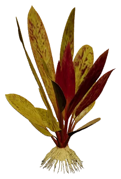 Echinodorus 'Red Flame' (Echinodorus "Red Flame")