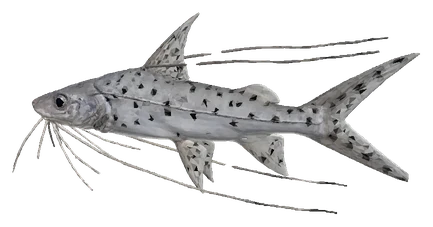 Pictus Catfish (Pimelodus pictus)
