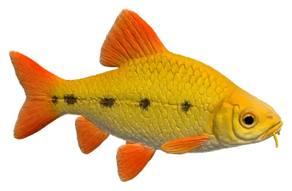 Gold Barb (Barbodes semifasciolatus)