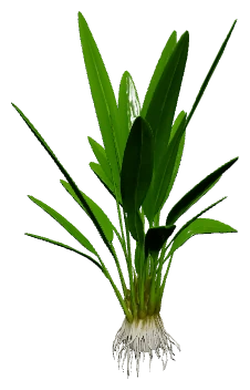 Cryptocoryne × willisii 'Lucens' (Cryptocoryne × willisii)