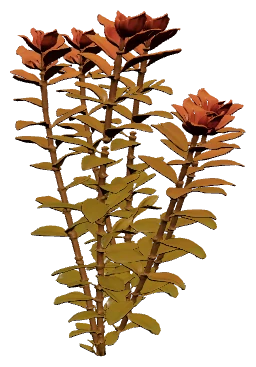 Ludwigia ovalis