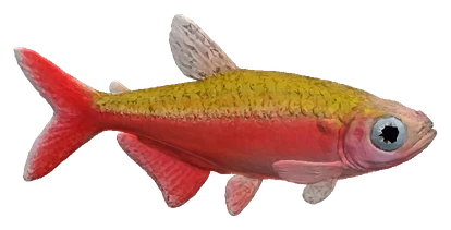 Green Fire Tetra (Aphyocharax rathbuni)