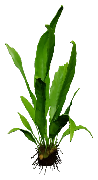 Java Fern (Microsorum pteropus)